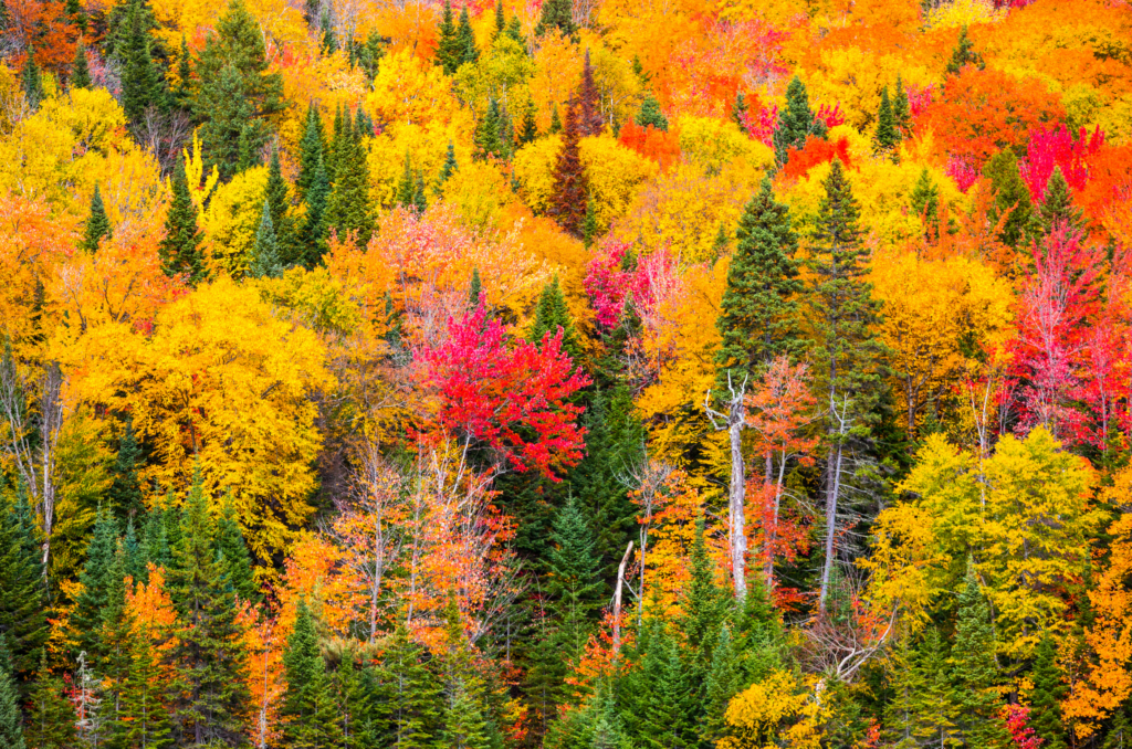 Poussière d'Etoiles Voyages sur mesure le Québec en automne
