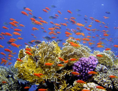 Poussière d'Etoiles Voyages sur mesure Bali snorkelling