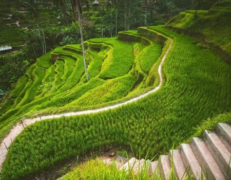 Poussière d'Etoiles Voyages sur mesure Bali rizière