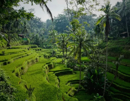 Poussière d'Etoiles Voyages sur mesure Bali rizière